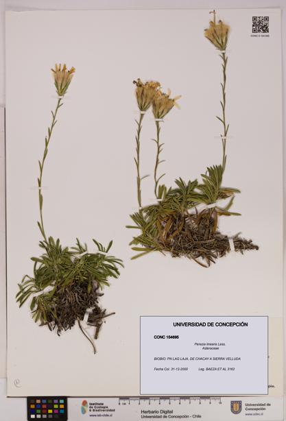 Perezia linearis [Espécimen: UDEC:CONC:0154695]