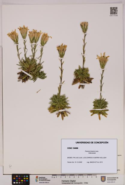 Perezia linearis [Espécimen: UDEC:CONC:0154696]