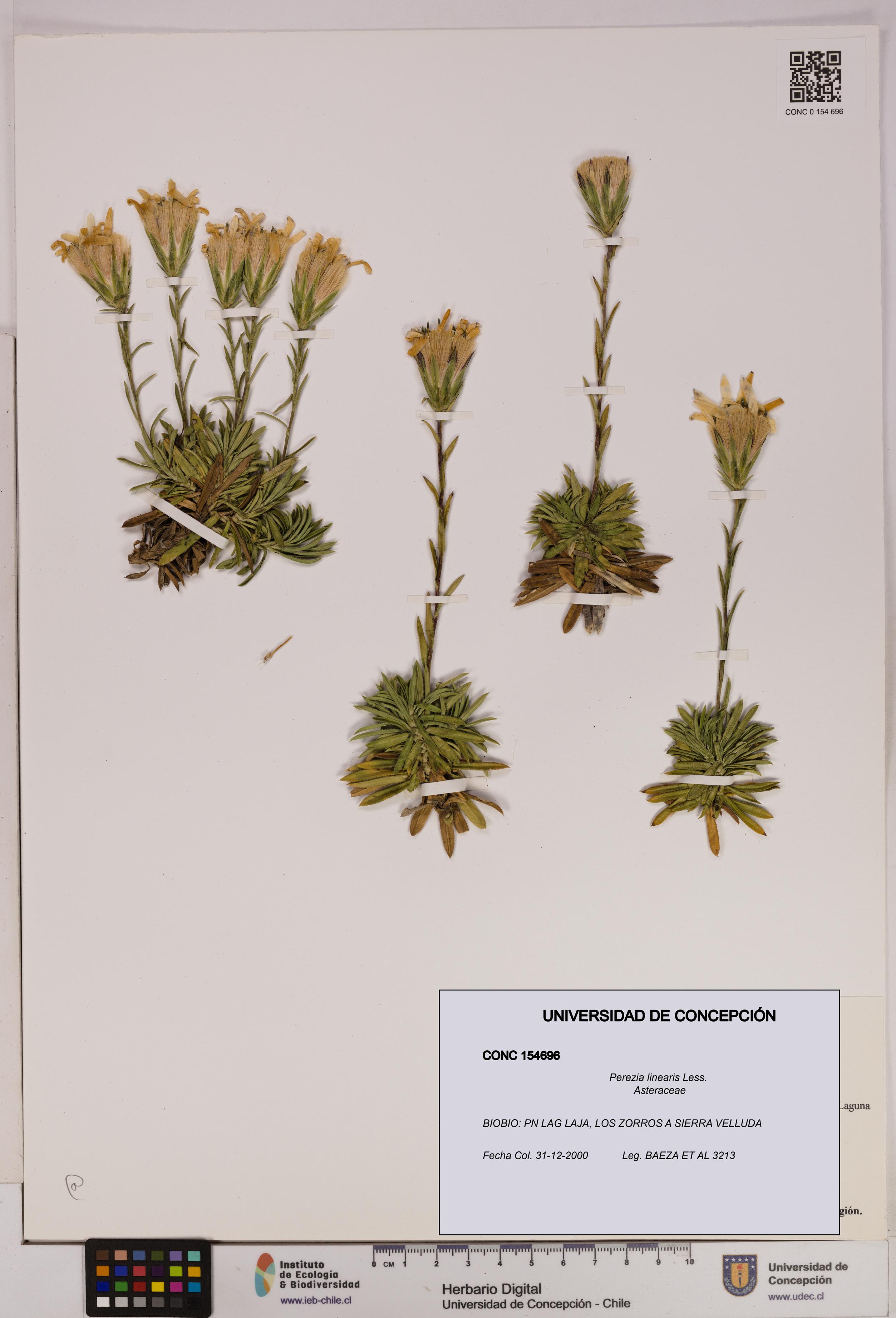 Perezia linearis [Espécimen: UDEC:CONC:0154696]