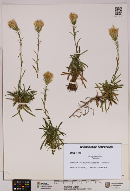 Perezia linearis [Espécimen: UDEC:CONC:0154697]