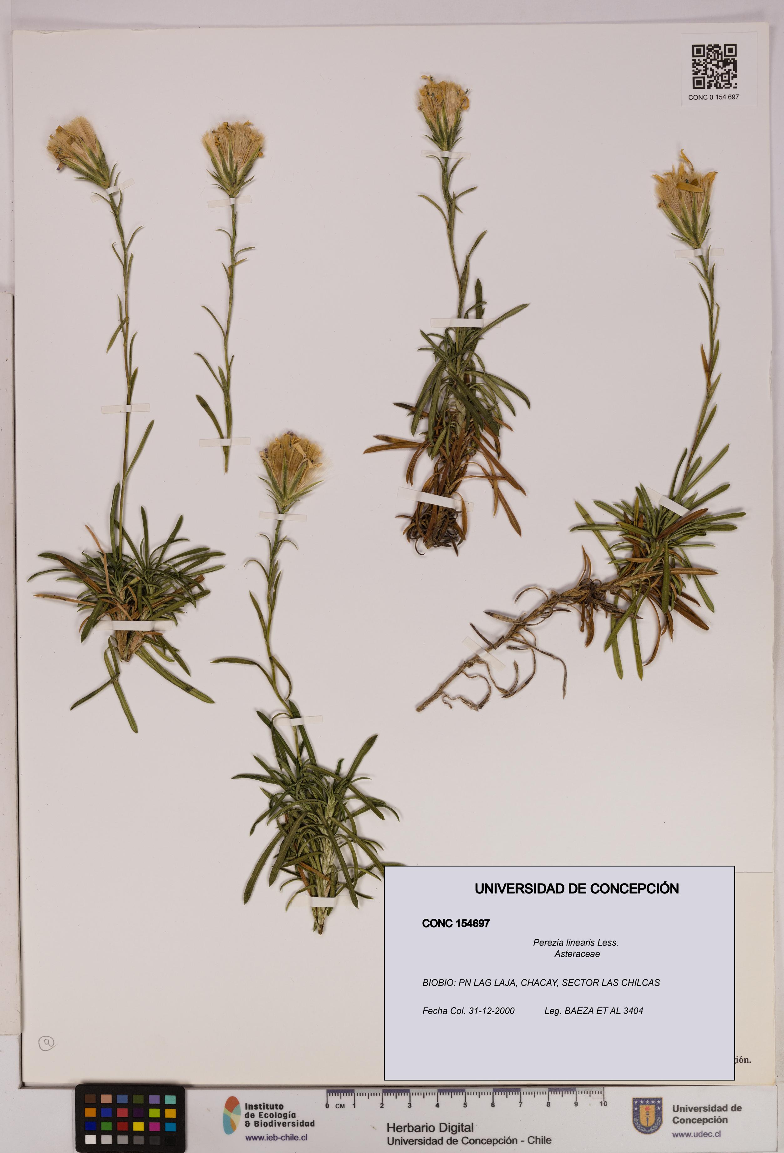 Perezia linearis [Espécimen: UDEC:CONC:0154697]