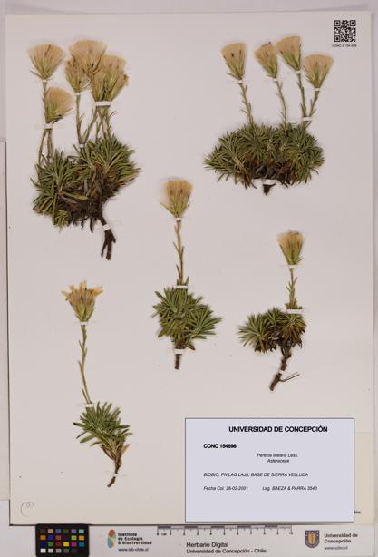 Perezia linearis [Espécimen: UDEC:CONC:0154698]