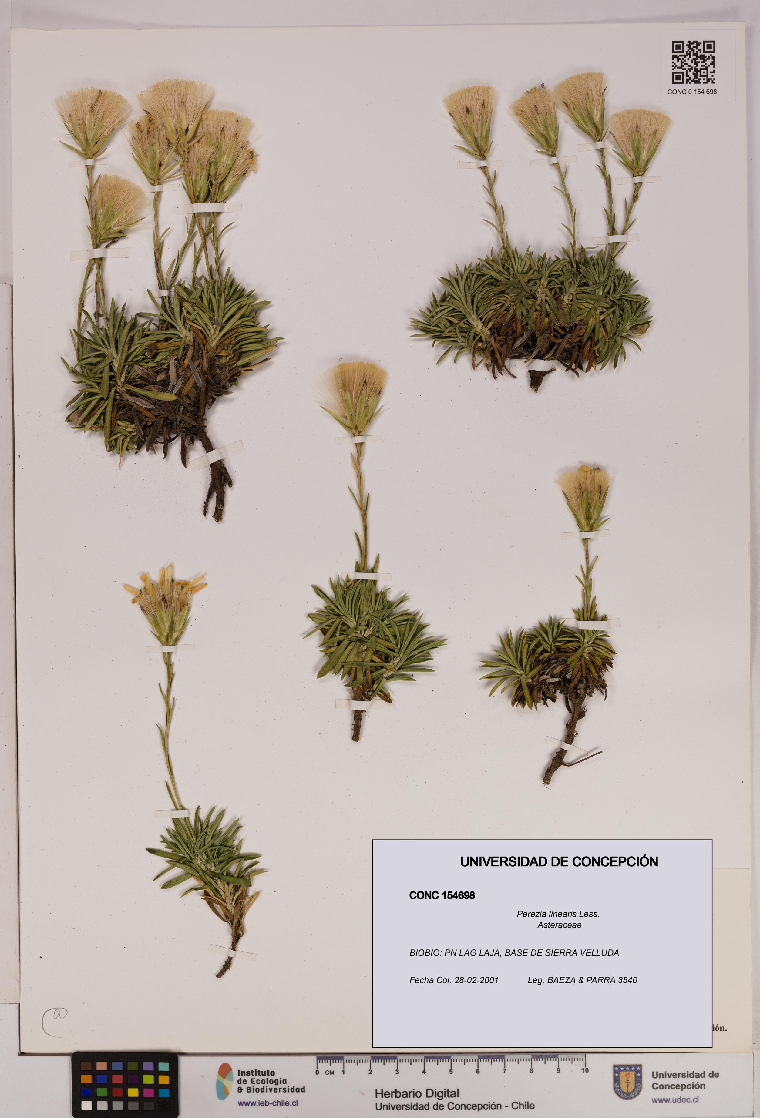 Perezia linearis [Espécimen: UDEC:CONC:0154698]