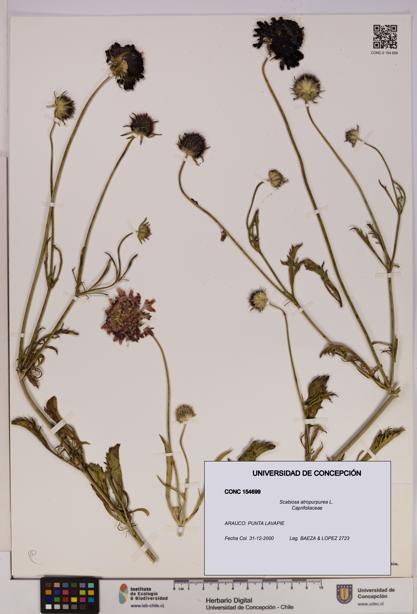 Scabiosa atropurpurea [Espécimen: UDEC:CONC:0154699]