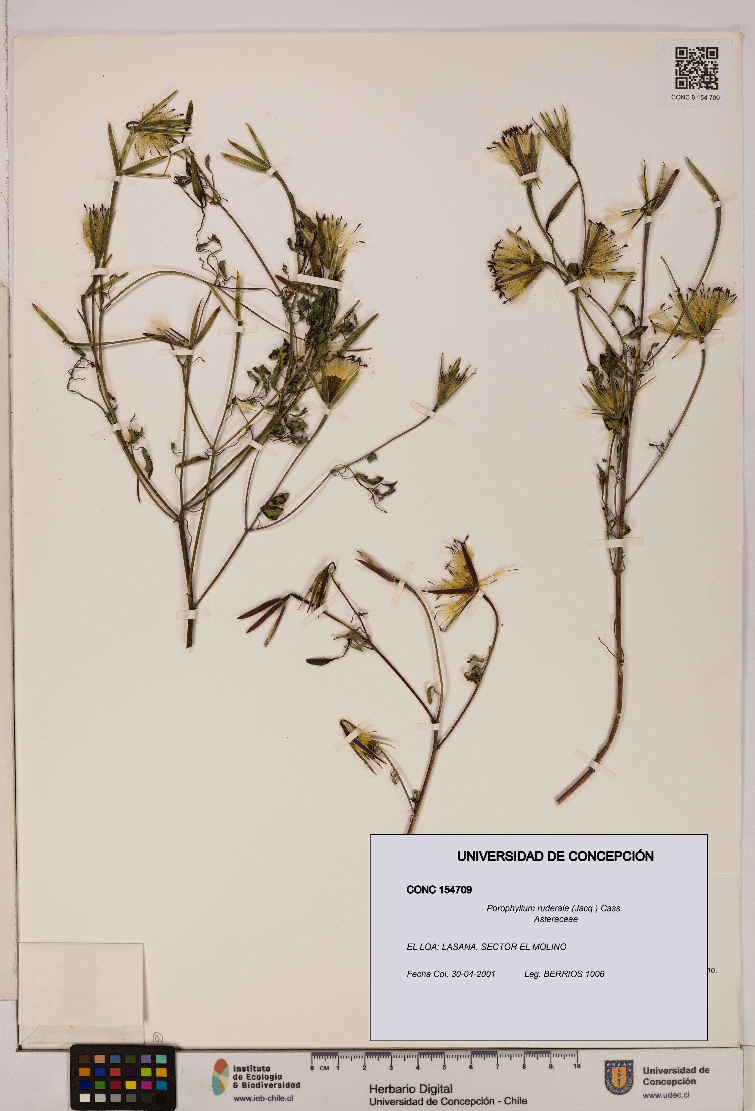 Porophyllum ruderale [Espécimen: ]