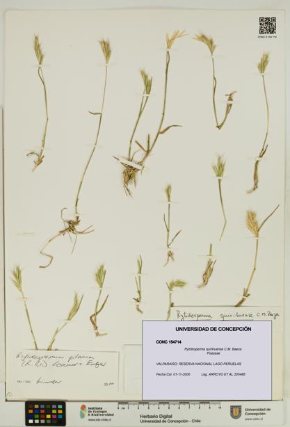 Rytidosperma quirihuense [Espécimen: UDEC:CONC:0154714]