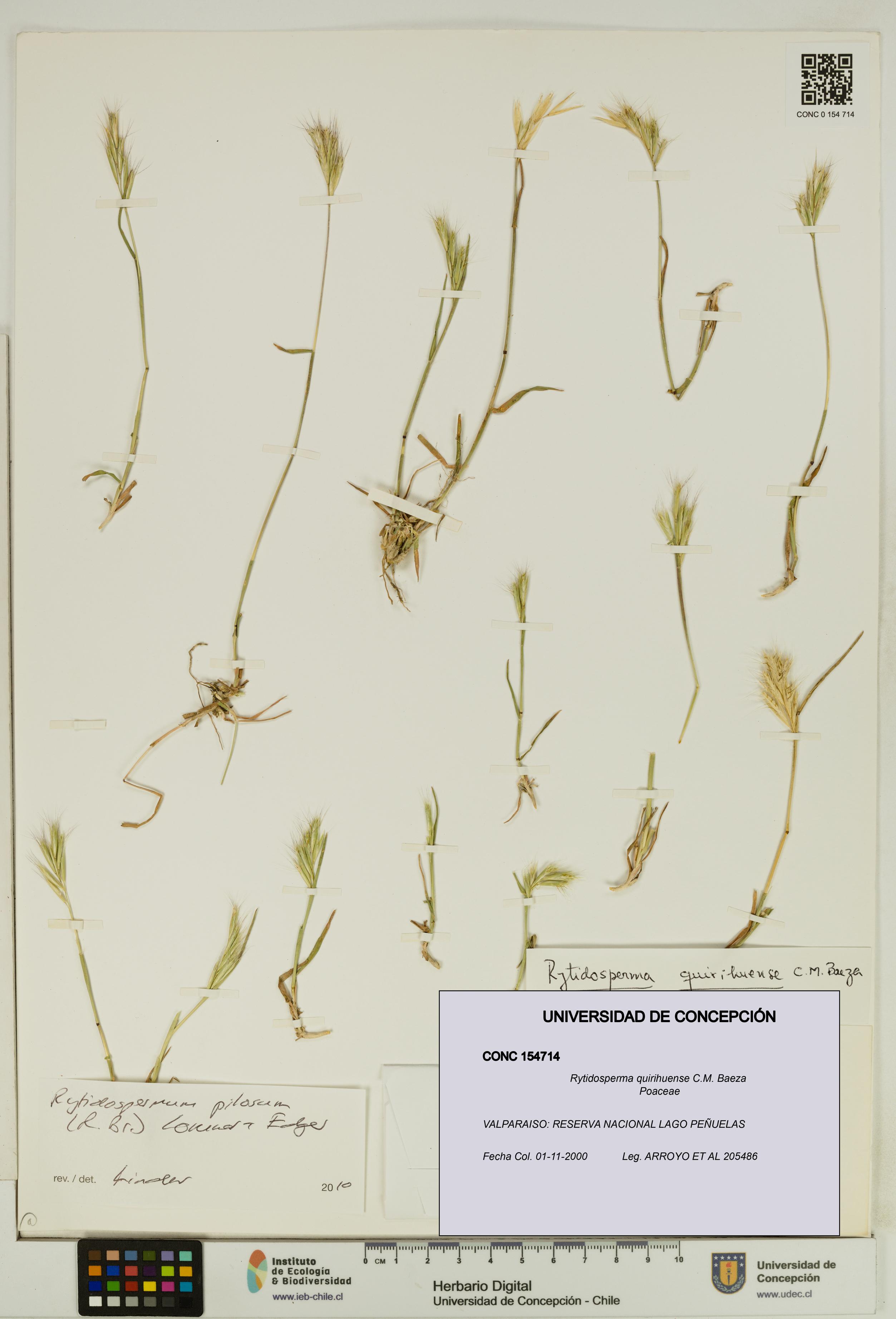 Rytidosperma quirihuense [Espécimen: UDEC:CONC:0154714]