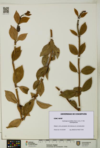 Hydrangea serratifolia [Espécimen: UDEC:CONC:0154767]