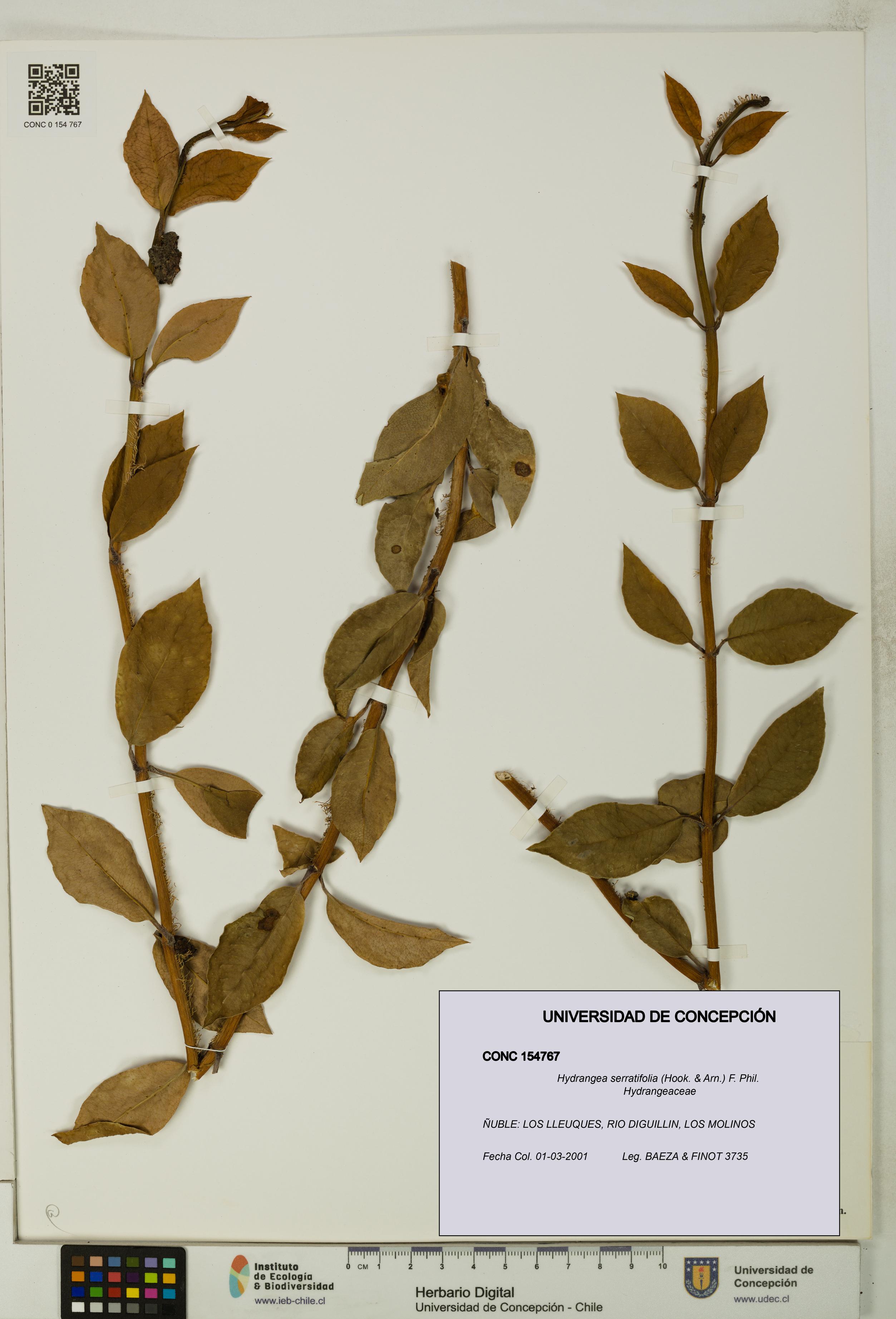 Hydrangea serratifolia [Espécimen: UDEC:CONC:0154767]