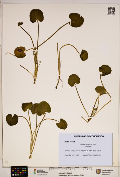 Centella asiatica [Espécimen: ]