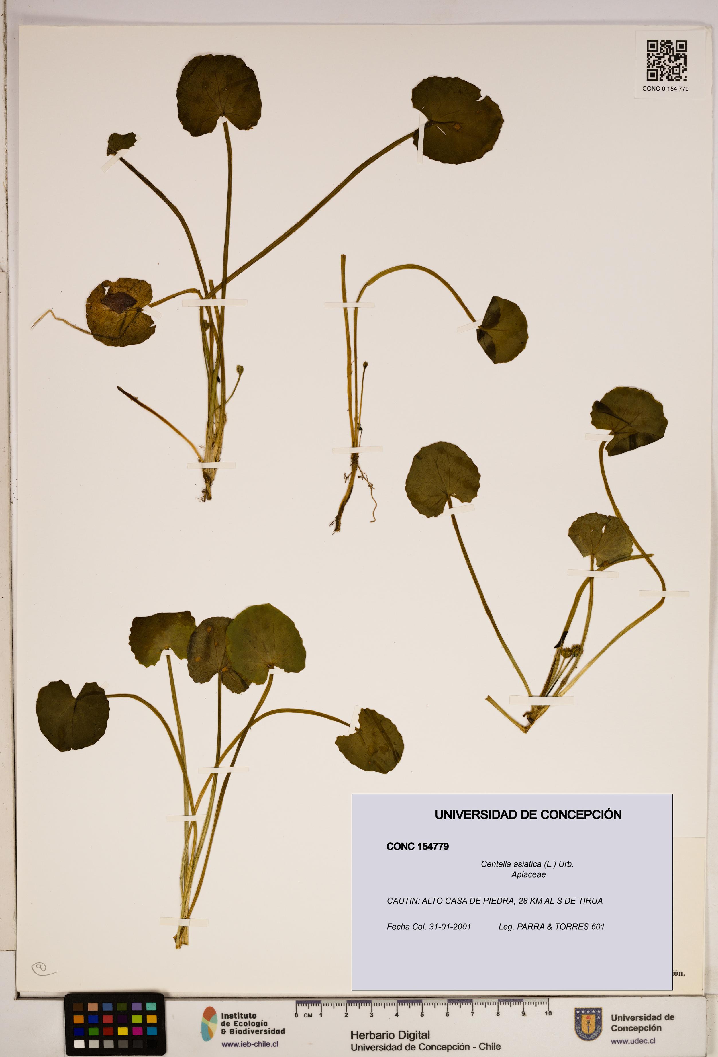 Centella asiatica [Espécimen: ]