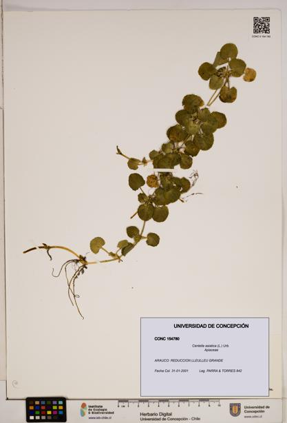 Centella asiatica [Espécimen: ]