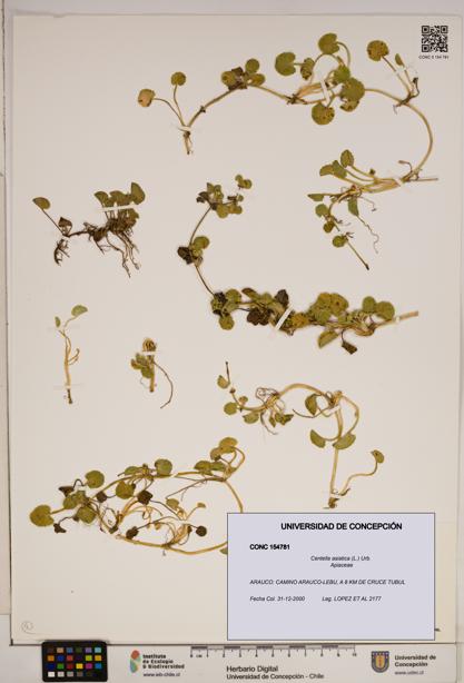Centella asiatica [Espécimen: ]