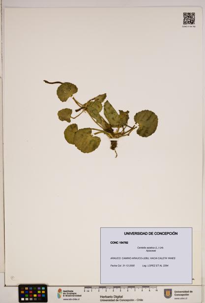 Centella asiatica [Espécimen: ]