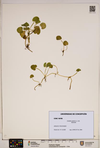 Centella asiatica [Espécimen: ]