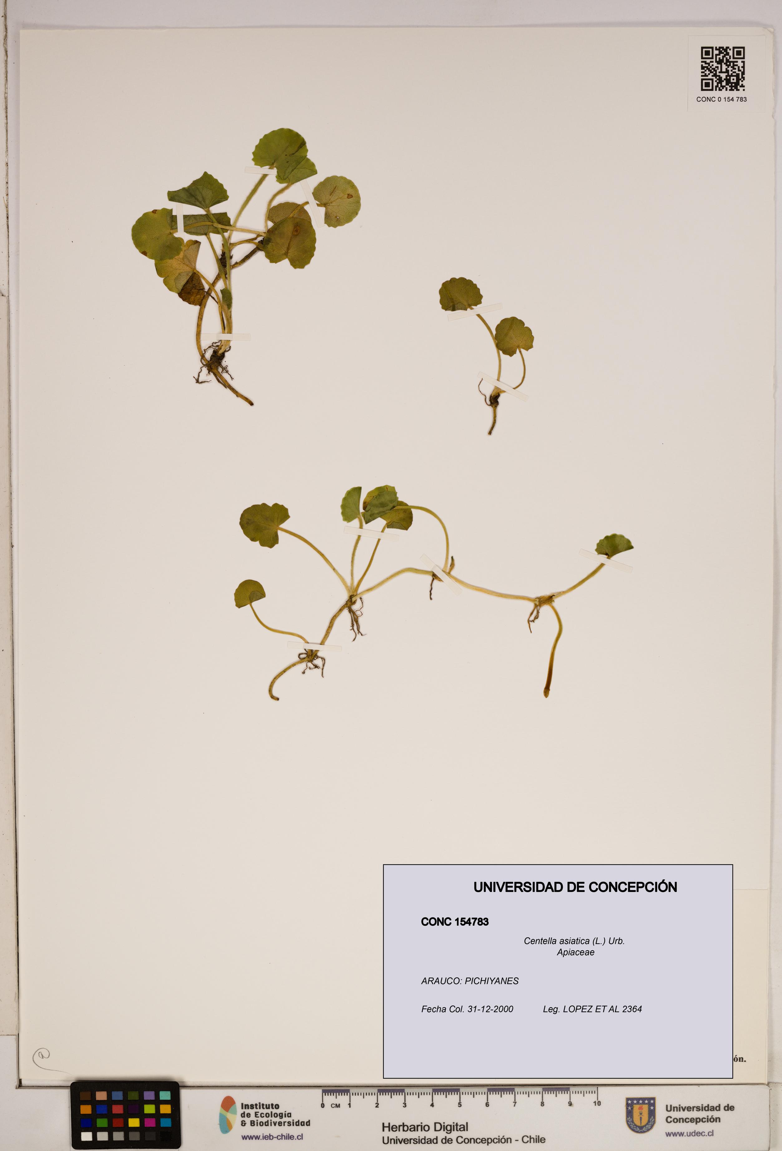 Centella asiatica [Espécimen: ]
