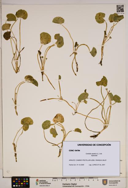 Centella asiatica [Espécimen: ]
