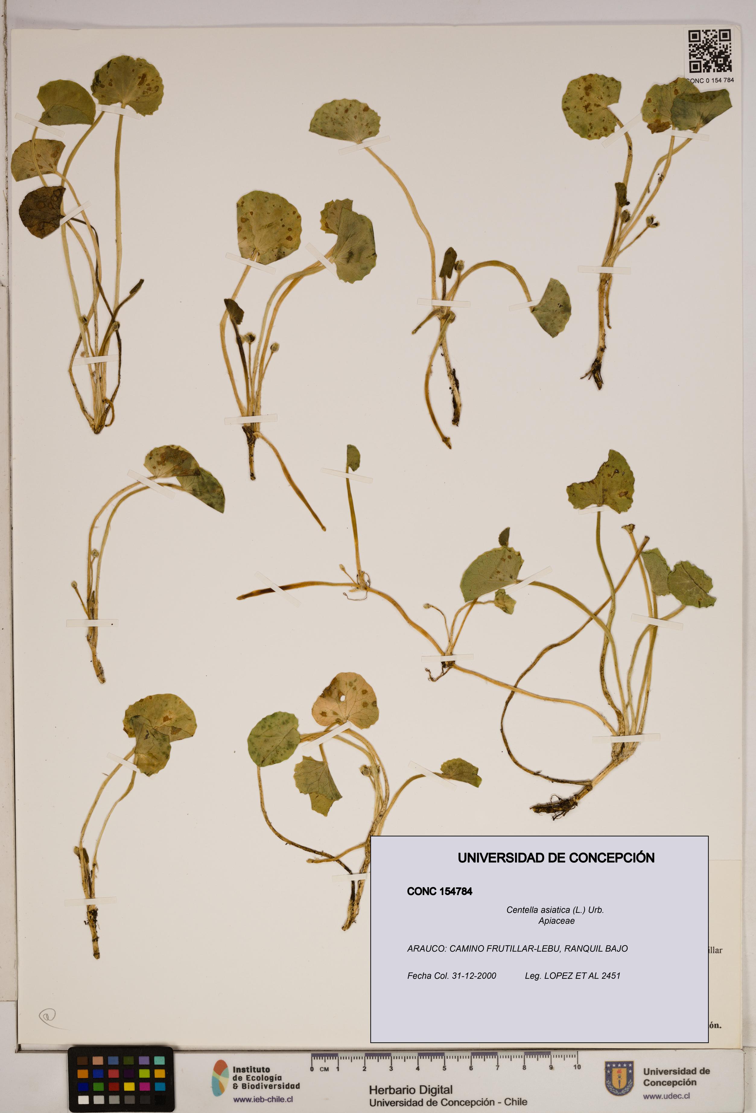 Centella asiatica [Espécimen: ]