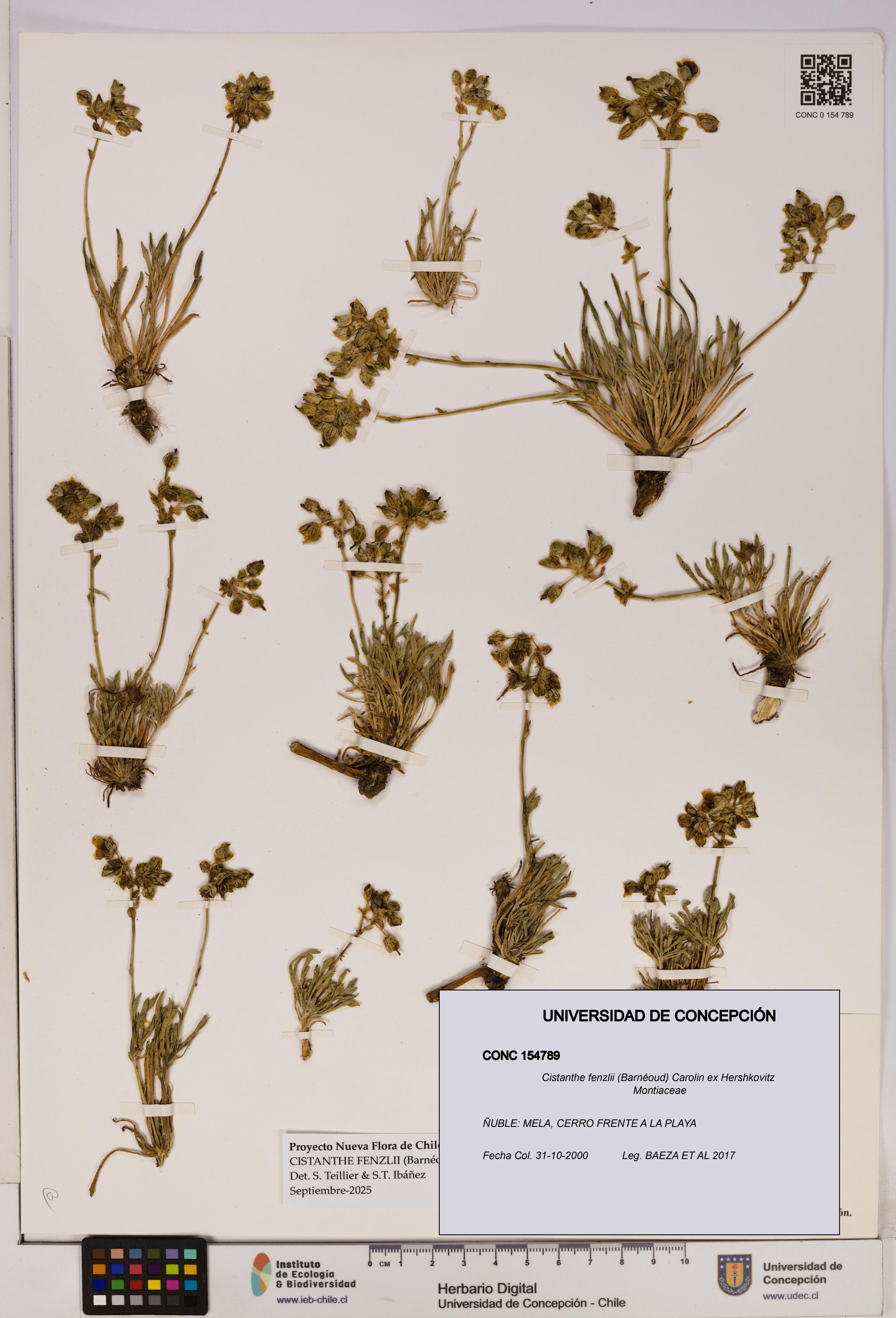 Cistanthe fenzlii [Espécimen: UDEC:CONC:0154789]