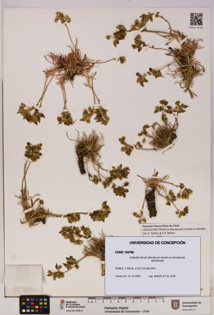 Cistanthe fenzlii [Espécimen: UDEC:CONC:0154790]