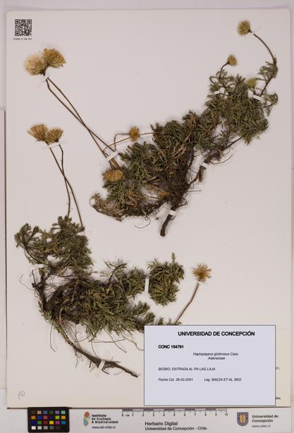 Haplopappus glutinosus [Espécimen: UDEC:CONC:0154791]