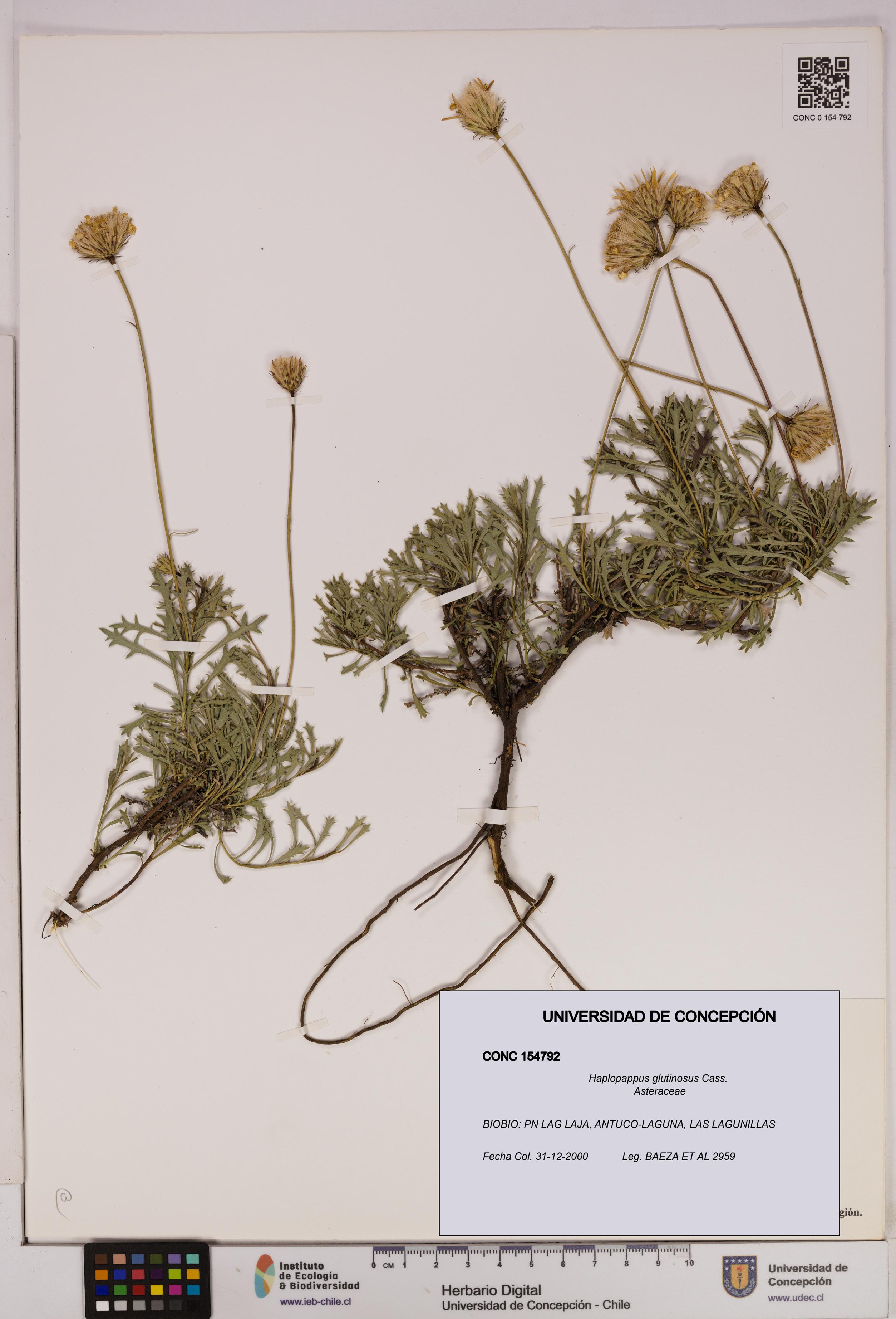 Haplopappus glutinosus [Espécimen: UDEC:CONC:0154792]
