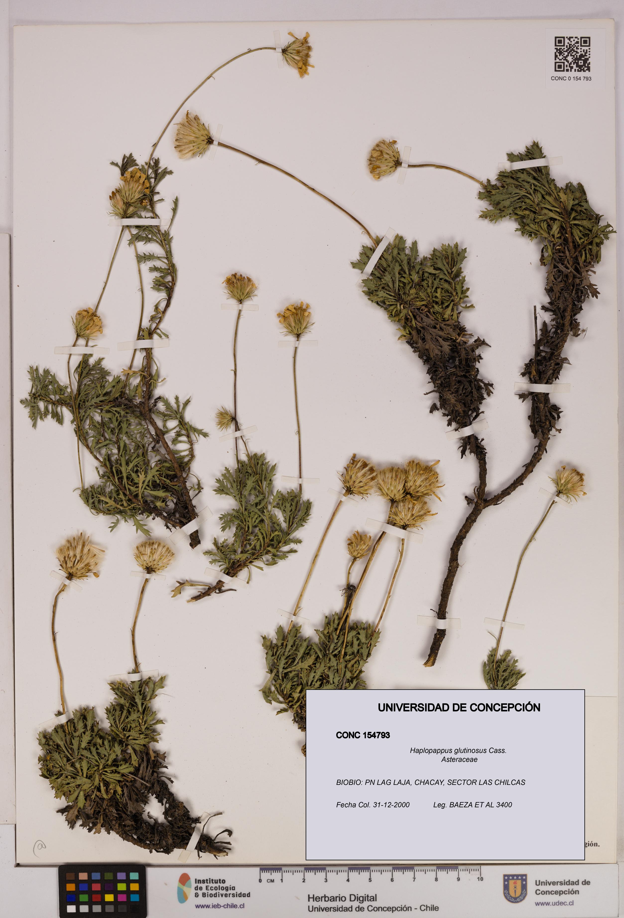 Haplopappus glutinosus [Espécimen: UDEC:CONC:0154793]
