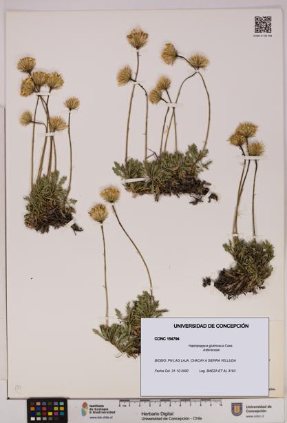 Haplopappus glutinosus [Espécimen: UDEC:CONC:0154794]