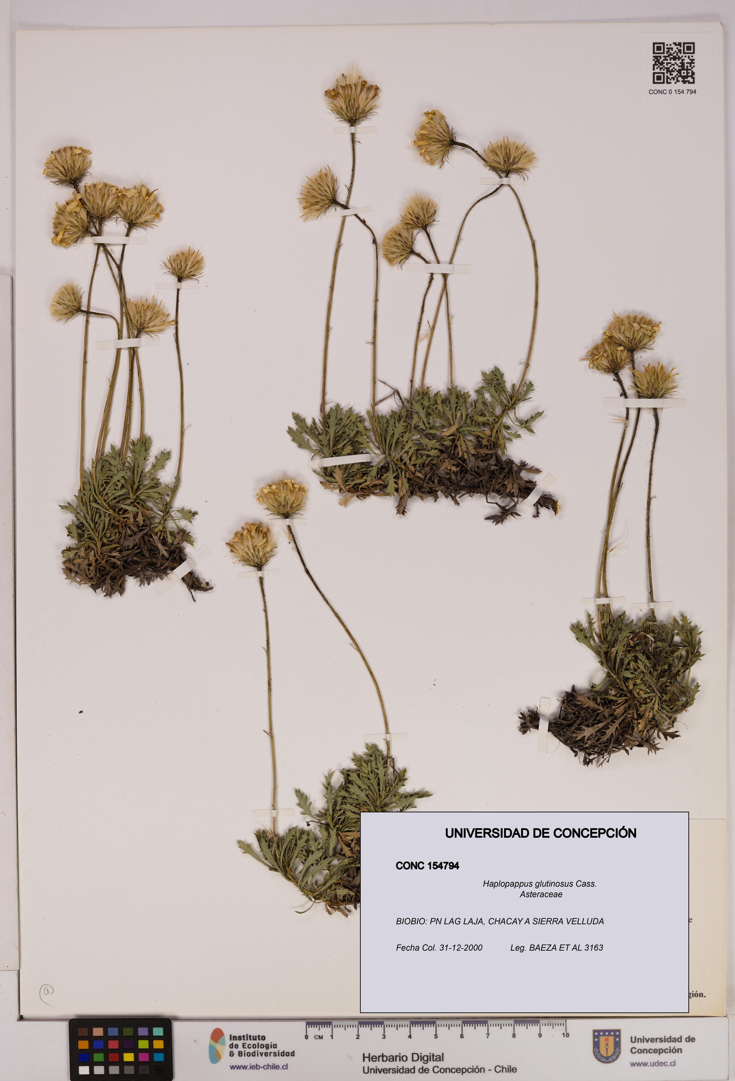 Haplopappus glutinosus [Espécimen: UDEC:CONC:0154794]