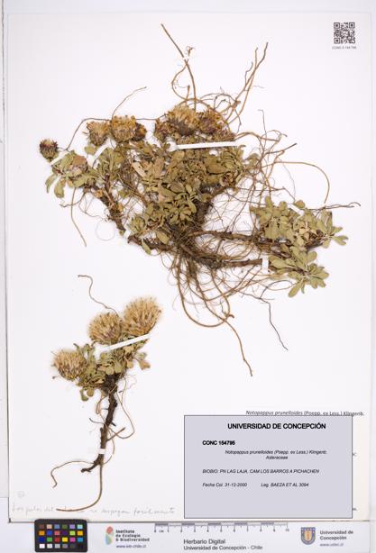 Notopappus prunelloides [Espécimen: ]
