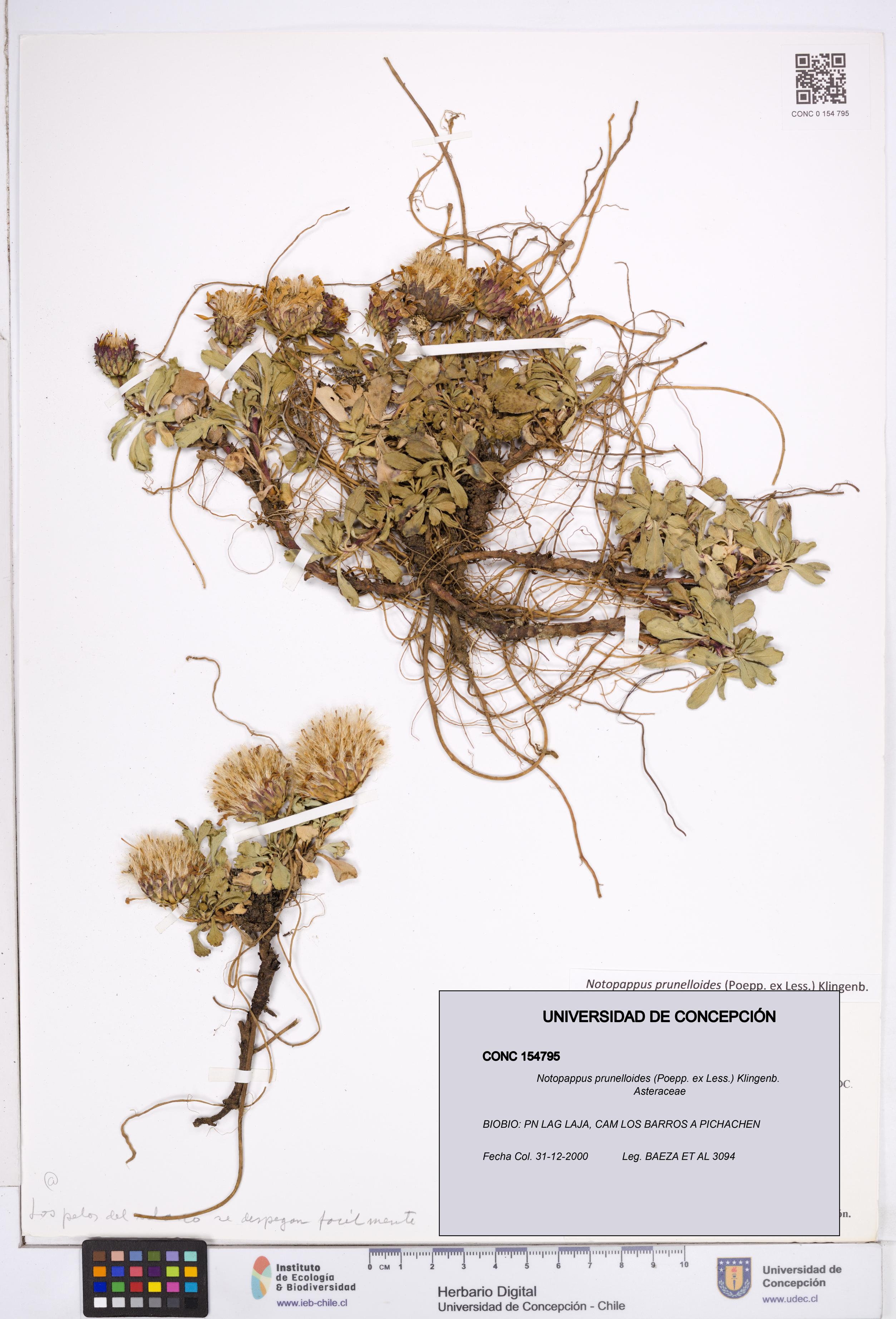 Notopappus prunelloides [Espécimen: ]