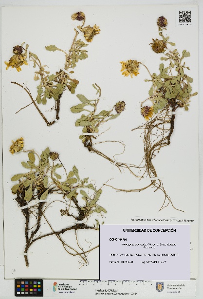 Notopappus prunelloides [Espécimen: UDEC:CONC:0154796]