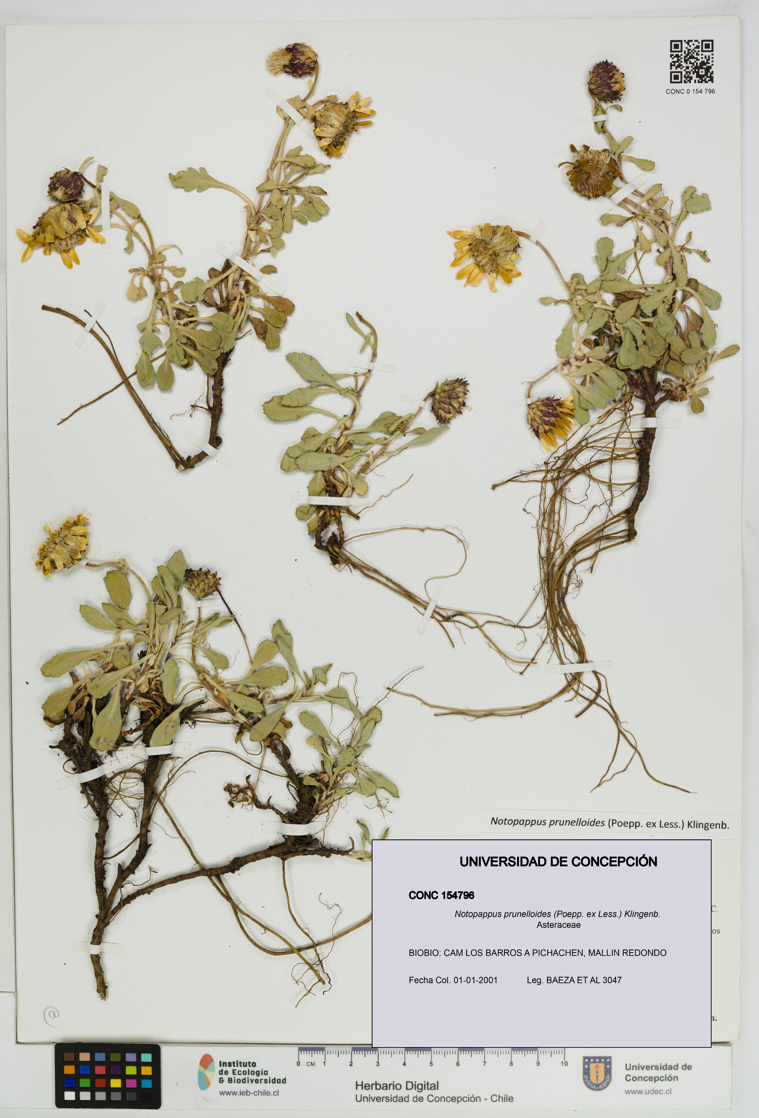 Notopappus prunelloides [Espécimen: UDEC:CONC:0154796]