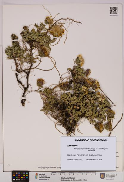 Notopappus prunelloides [Espécimen: UDEC:CONC:0154797]