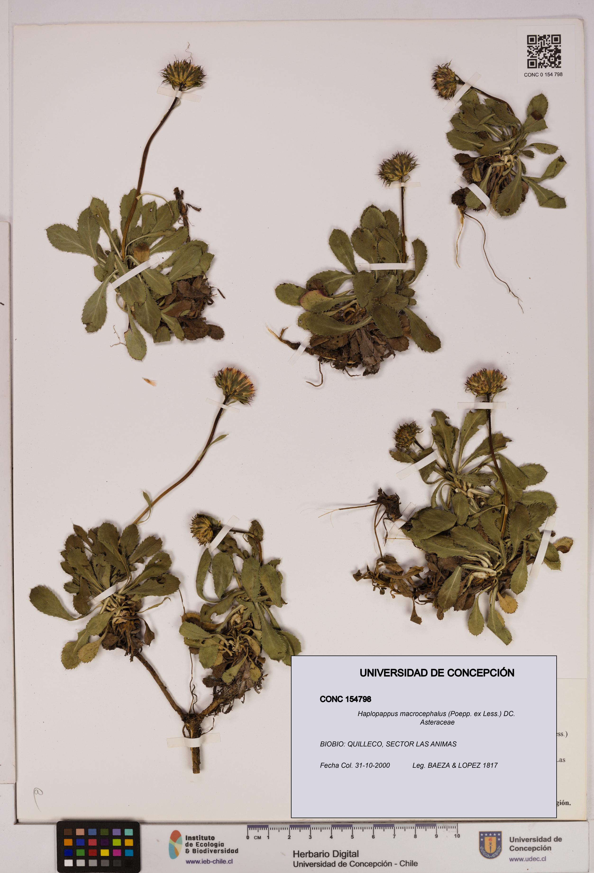 Haplopappus macrocephalus [Espécimen: UDEC:CONC:0154798]