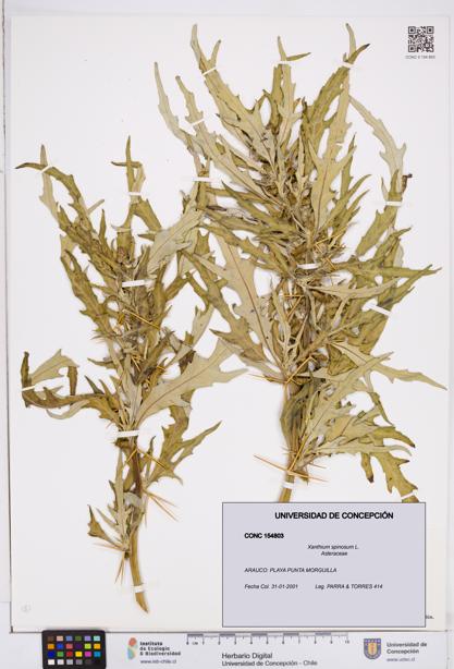 Xanthium spinosum [Espécimen: ]