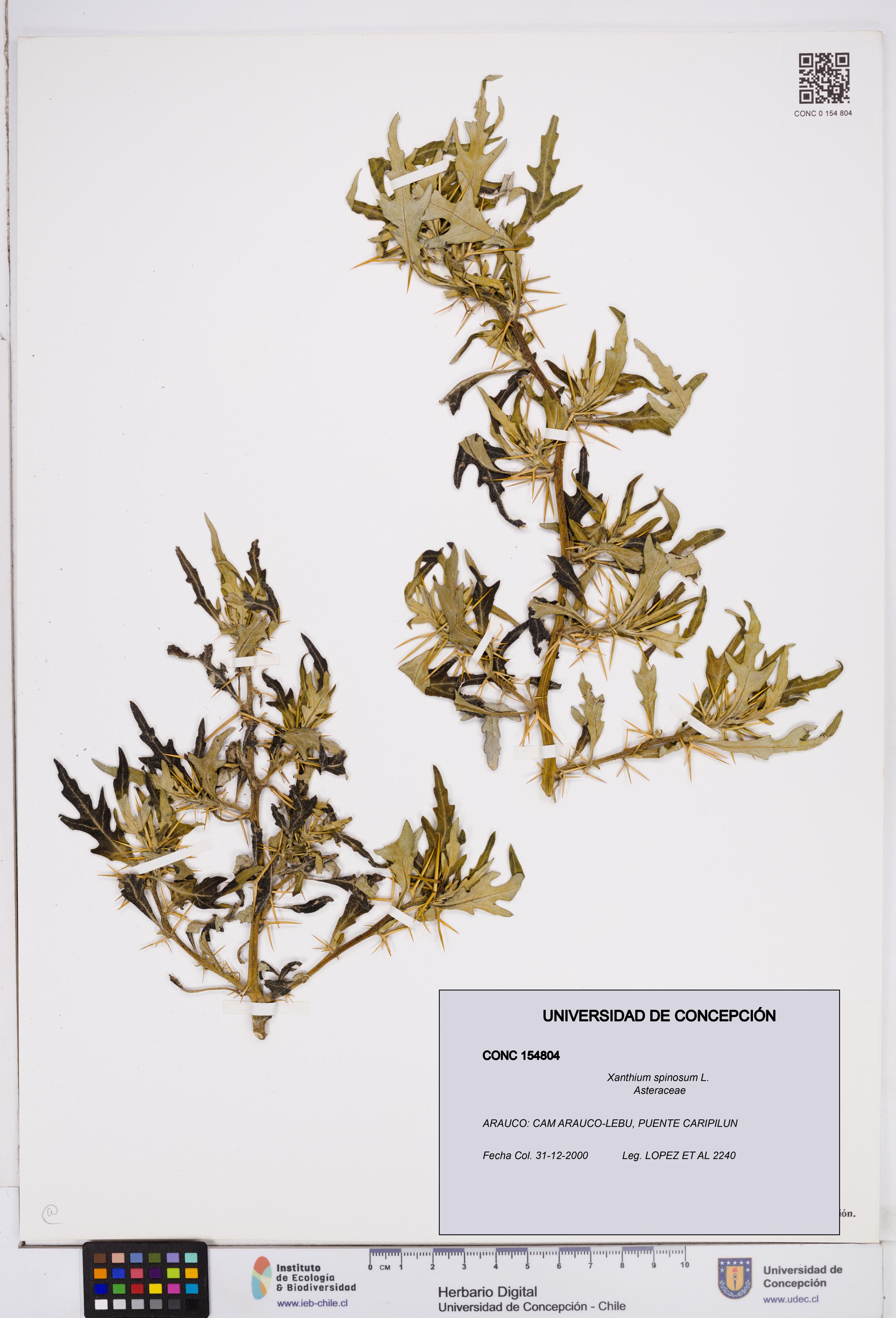 Xanthium spinosum [Espécimen: ]