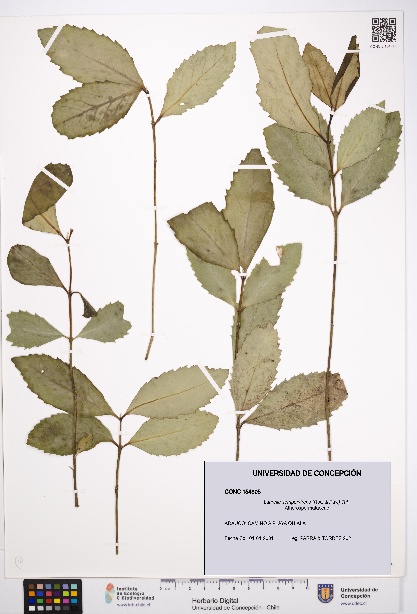 Laurelia sempervirens [Espécimen: UDEC:CONC:0154805]