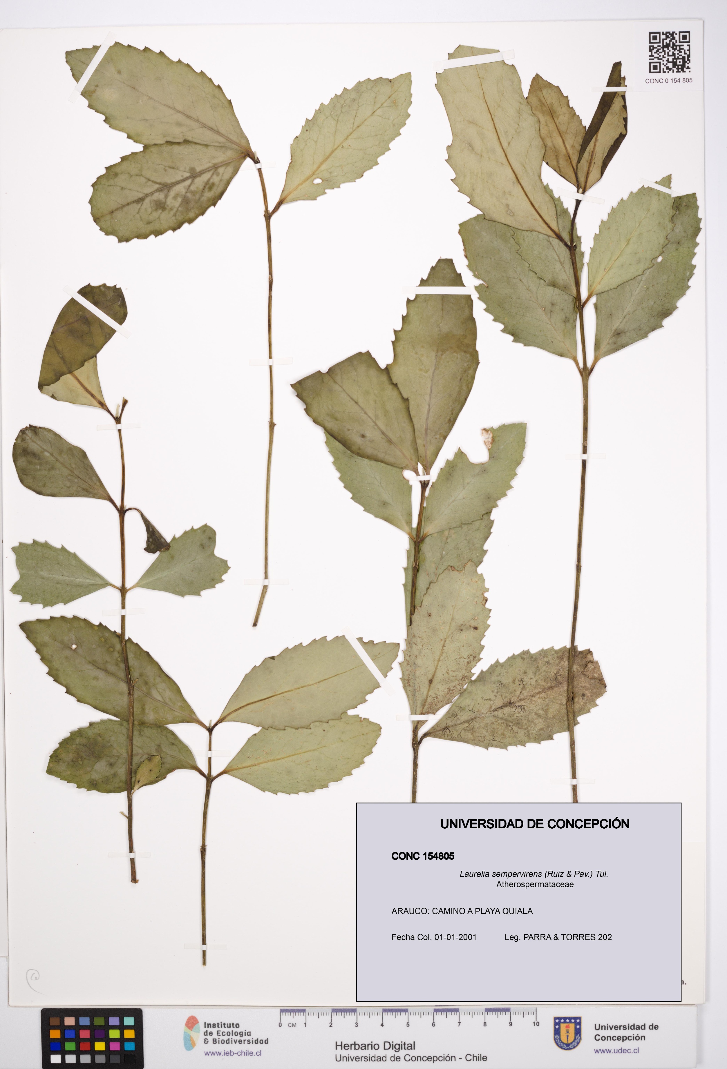 Laurelia sempervirens [Espécimen: UDEC:CONC:0154805]