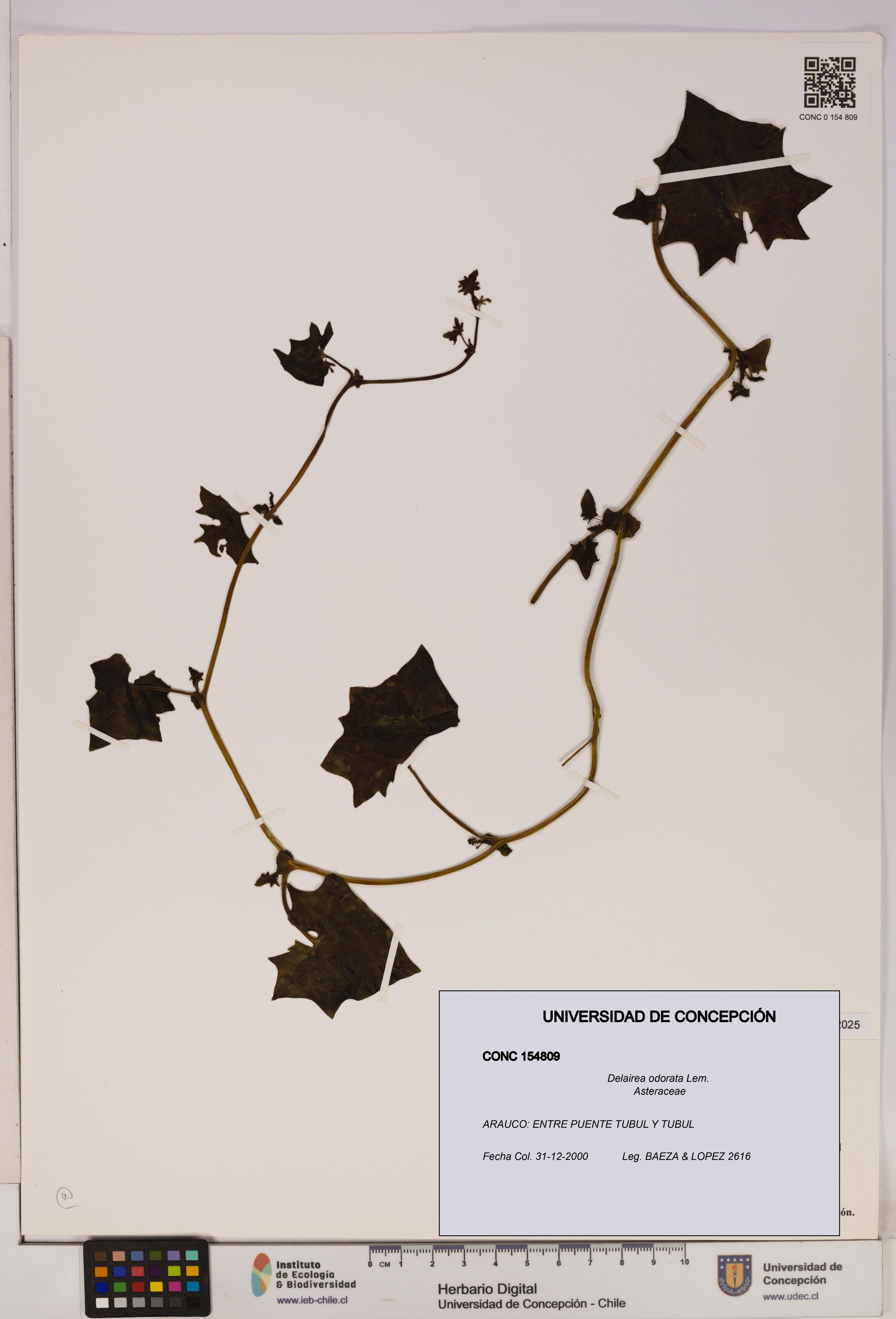 Delairea odorata [Espécimen: UDEC:CONC:0154809]