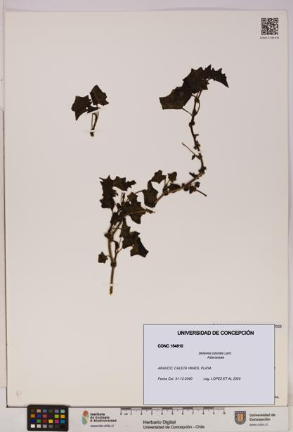 Delairea odorata [Espécimen: UDEC:CONC:0154810]