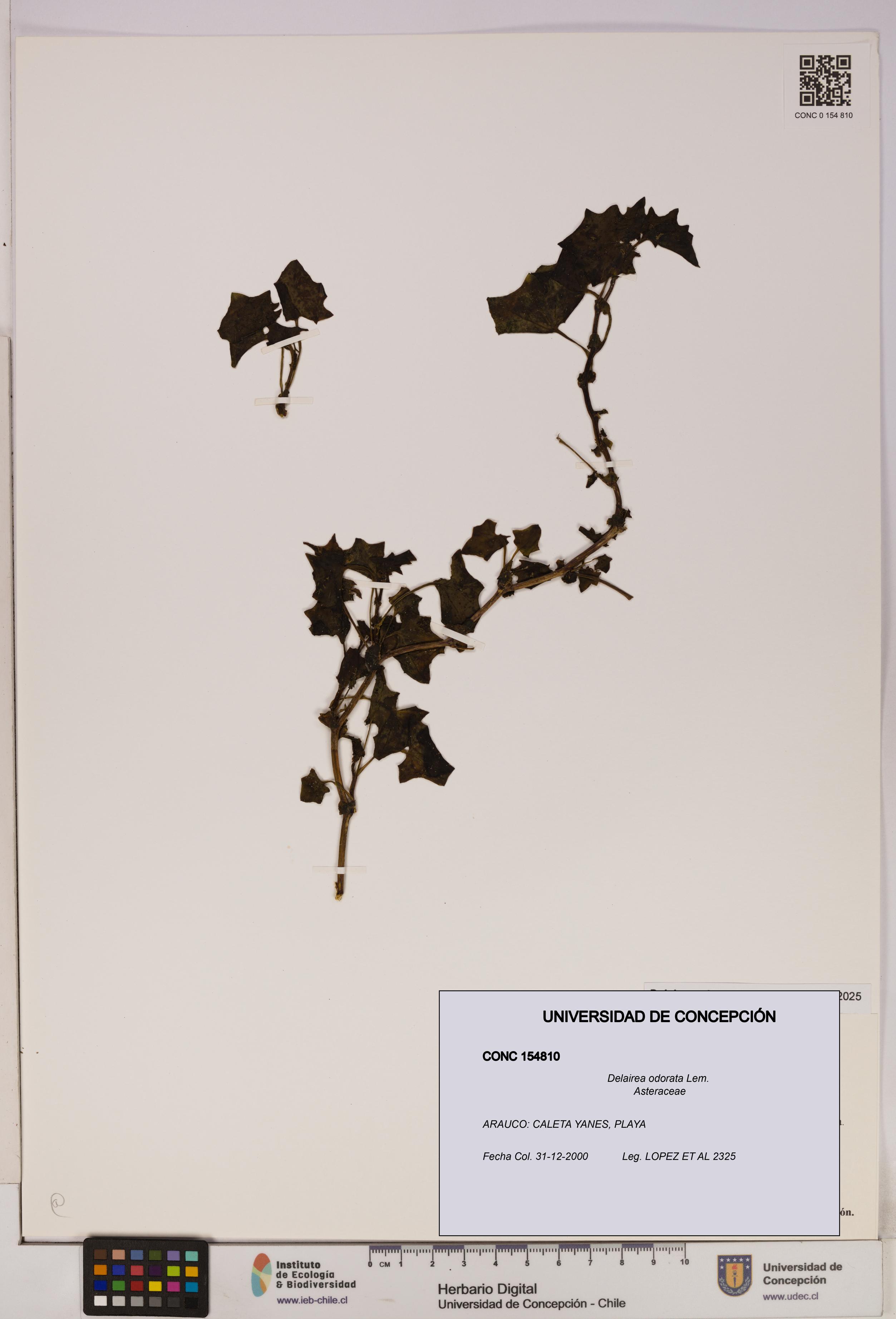 Delairea odorata [Espécimen: UDEC:CONC:0154810]