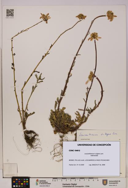 Leucanthemum vulgare [Espécimen: UDEC:CONC:0154812]
