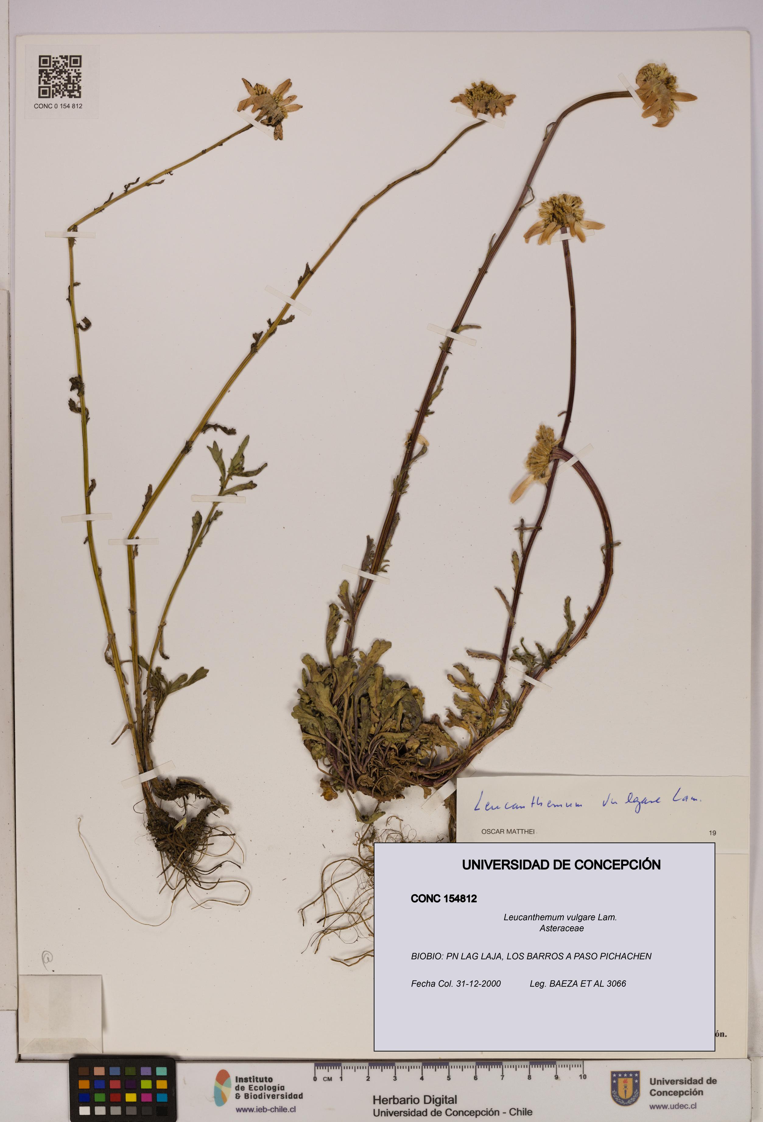 Leucanthemum vulgare [Espécimen: UDEC:CONC:0154812]