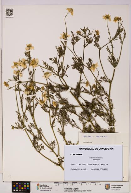 Anthemis arvensis [Espécimen: UDEC:CONC:0154813]
