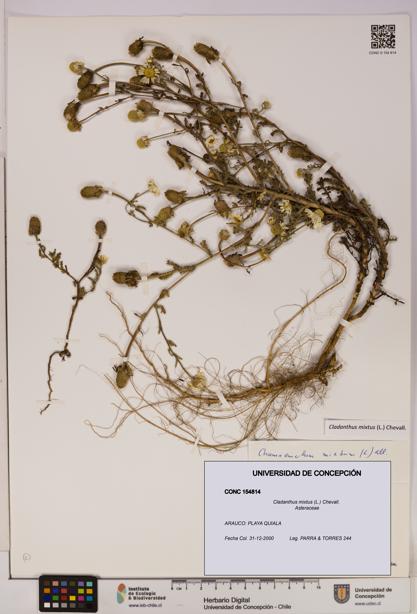 Cladanthus mixtus [Espécimen: UDEC:CONC:0154814]
