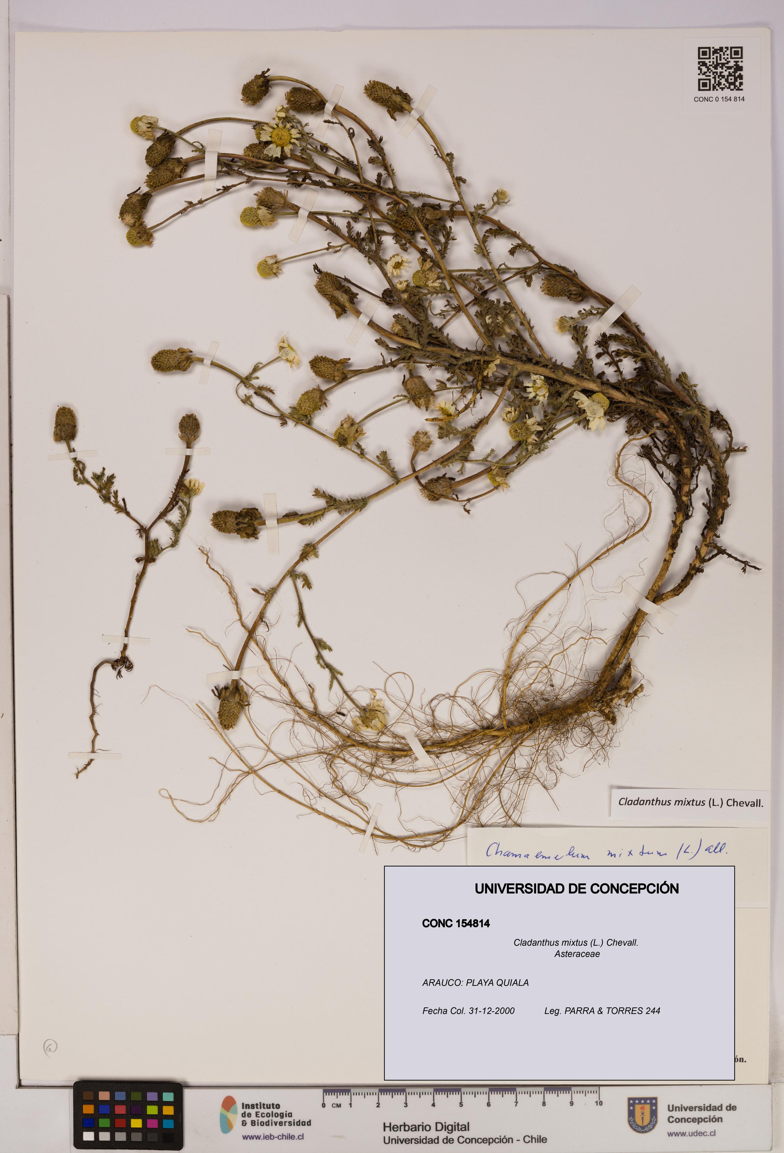 Cladanthus mixtus [Espécimen: UDEC:CONC:0154814]