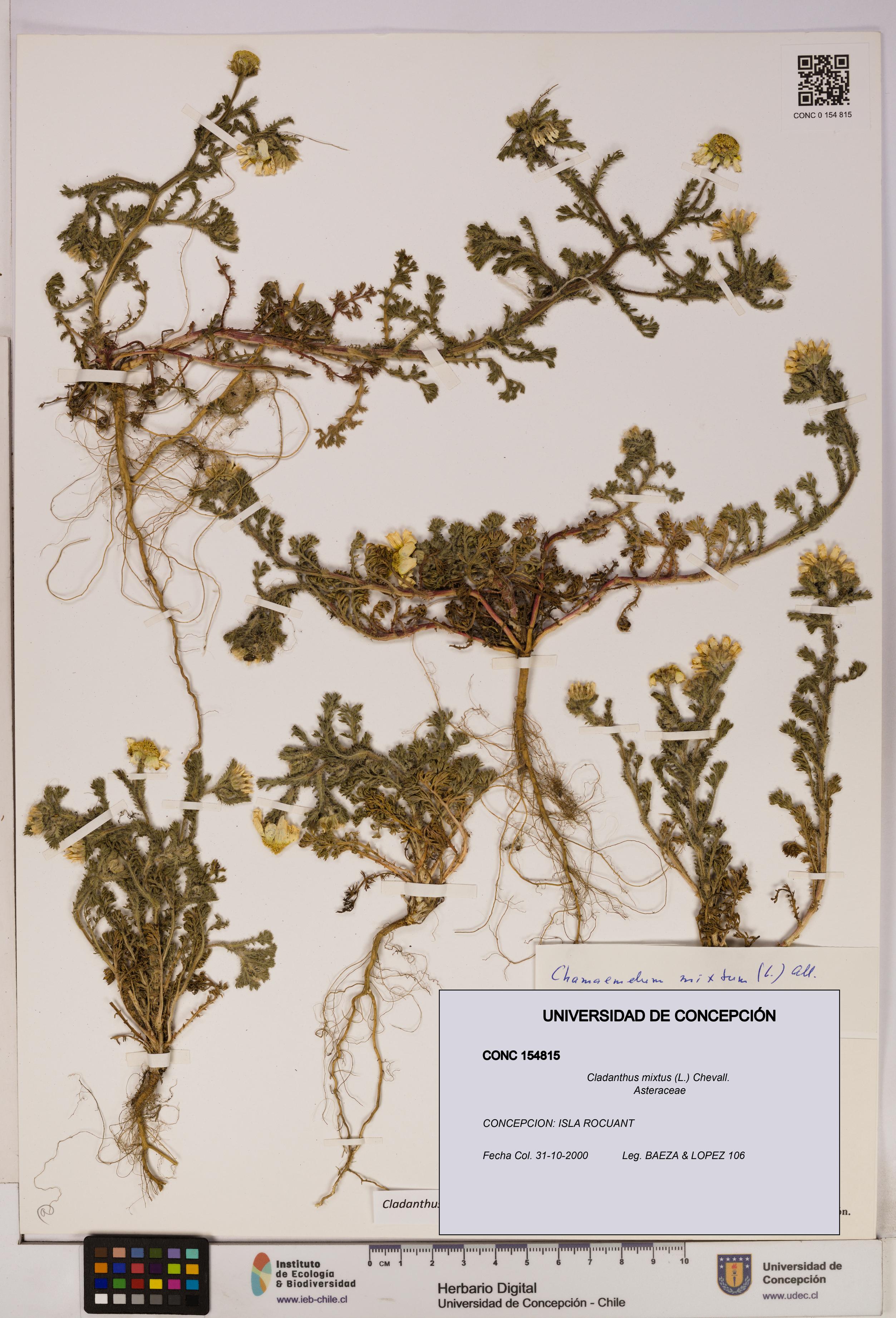 Cladanthus mixtus [Espécimen: UDEC:CONC:0154815]