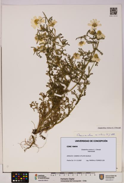 Cladanthus mixtus [Espécimen: UDEC:CONC:0154816]