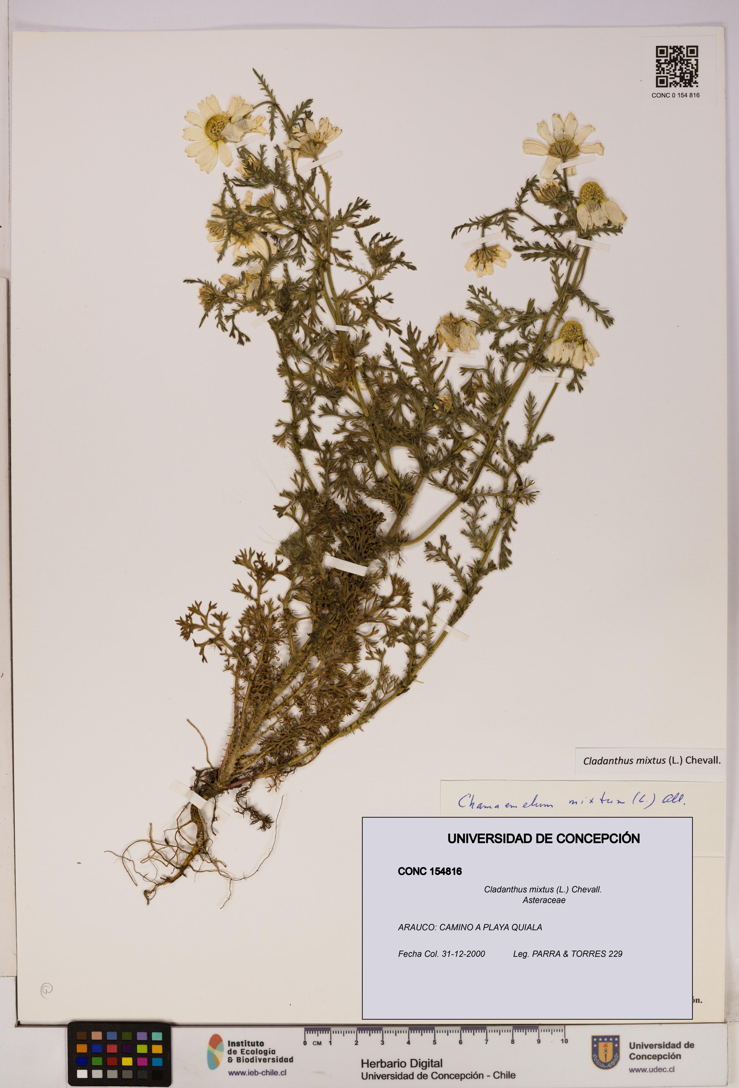 Cladanthus mixtus [Espécimen: UDEC:CONC:0154816]